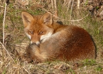 Small